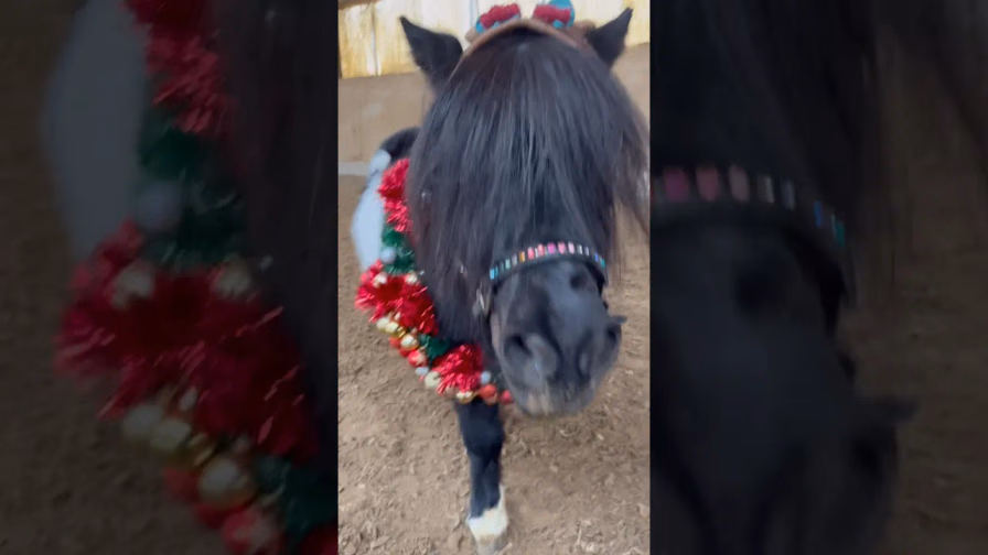 Vorschaubild: Weihnachtliches Pony-Shooting mit selbstgebasteltem Adventskranz