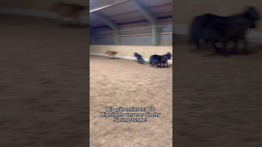 Vorschaubild: Diese Mini-Ponys springen besser als große Pferde!