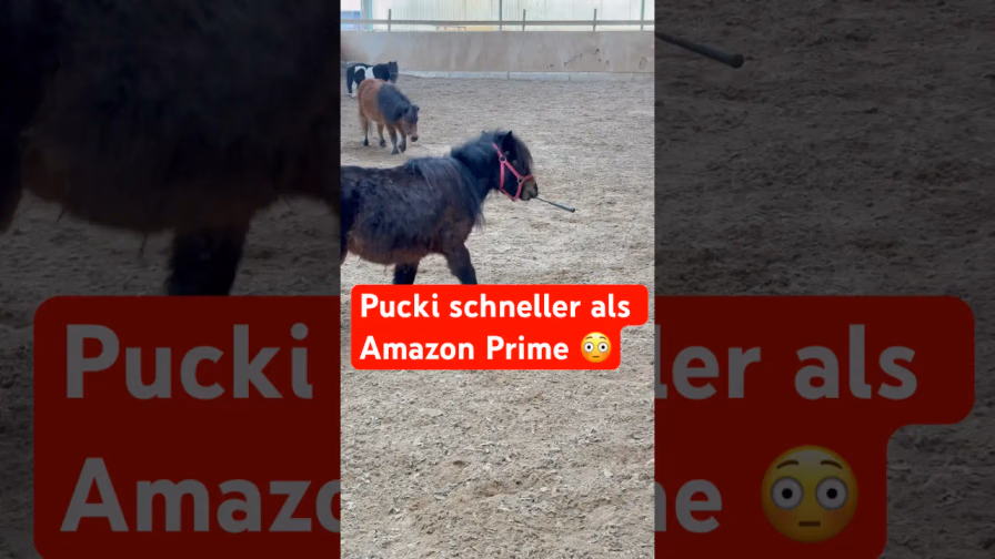 Vorschaubild: Pucki hat nen neuen Job als Express-Lieferdienst