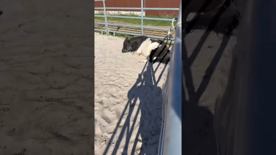 Vorschaubild: Shetty-Chillout auf dem Paddock – Entspannung pur!
