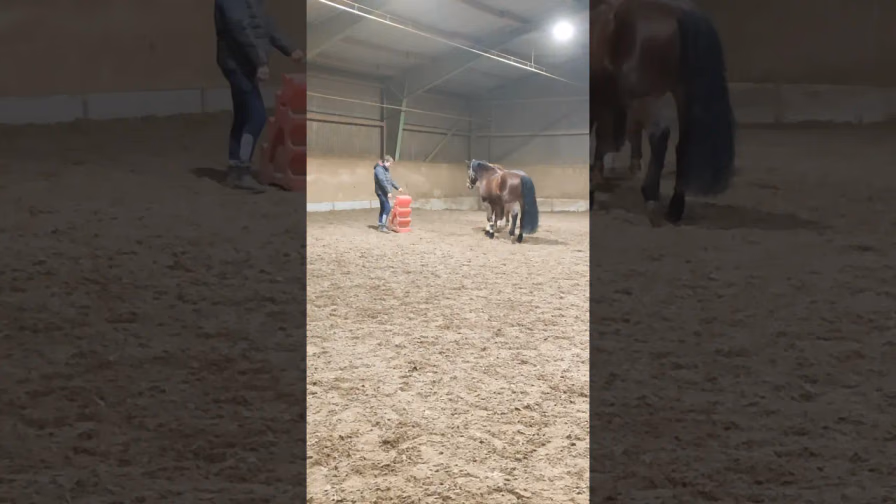 Vorschaubild: Pferd hat Respekt vor rotem Kasten... Sein Kumpel Balu macht ihn staunen