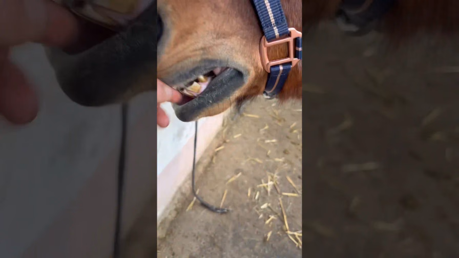 Vorschaubild: FRECH: So UNVERSCHÄMT bettelt unser Pferd nach LECKERLIS!