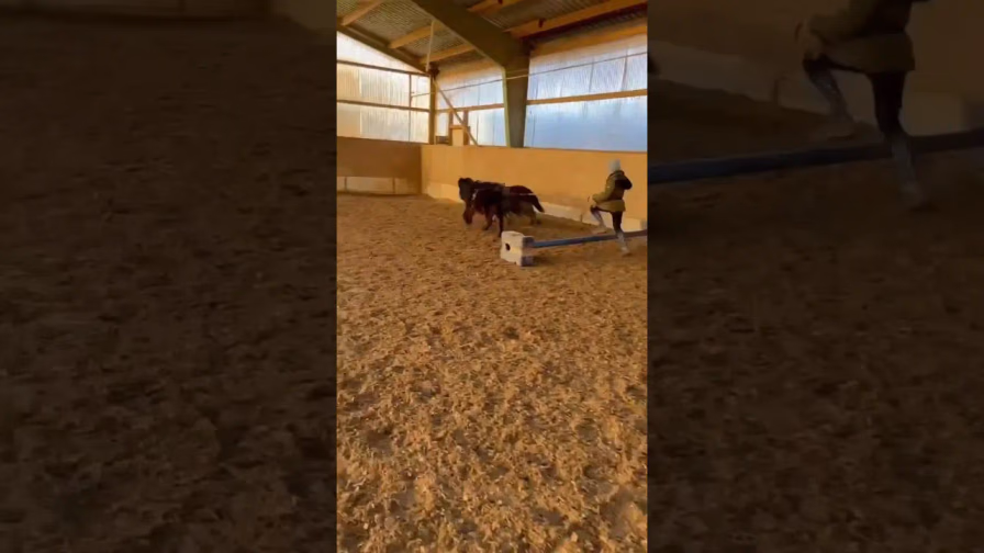 Vorschaubild: Mit zwei Ponys über ein Hindernis?! Sarah macht’s einfach!