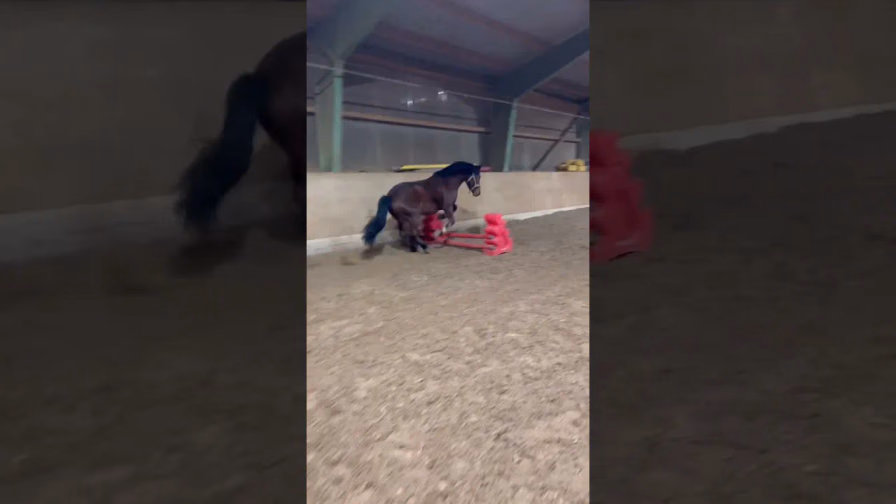 Vorschaubild: Balu macht Freispringen und lässt nicht einmal die Stange fallen