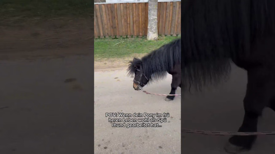 Vorschaubild: Wenn euer Pony denkt, es ist ein Spürhund!
