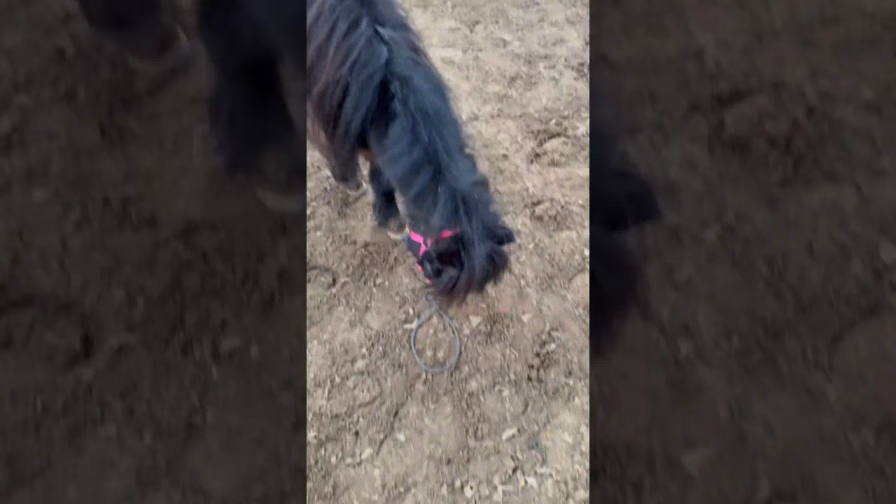 Vorschaubild: Shetty crasht Video: Dieser Moment bringt JEDEN Pferdebesitzer zum Lachen!