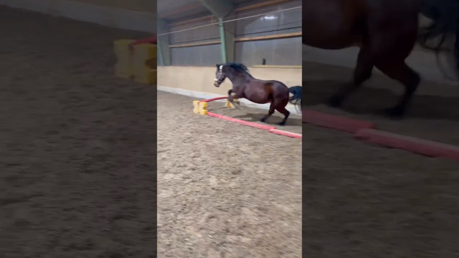 Vorschaubild: Balu hat wohl heimlich Red Bull getrunken… | Freispring-Chaos!