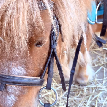 Shetty im Bewegungsbild beim Kindergeburtstag.