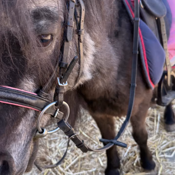 Shetty-Portraet aus dem Kindergeburtstags-Alltag.