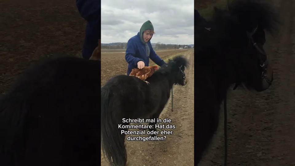 Vorschaubild: Huhn reitet ein Pferd?!