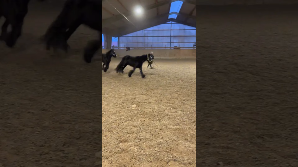 Vorschaubild: Sarahs Pferde-Challenge: Zwei auf einmal longieren?!