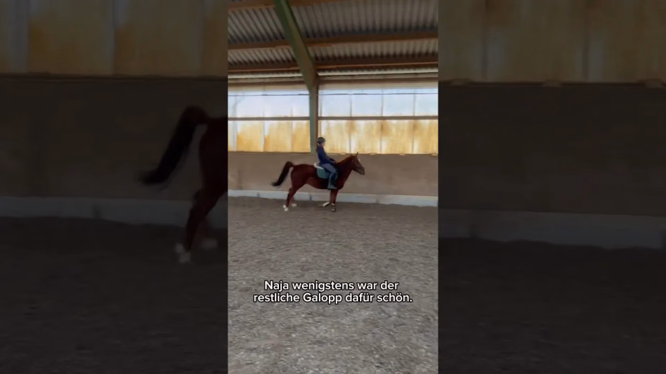 Vorschaubild: Als ich den perfekten Galopp filmen wollte passiert das… (Pferde-Fail)