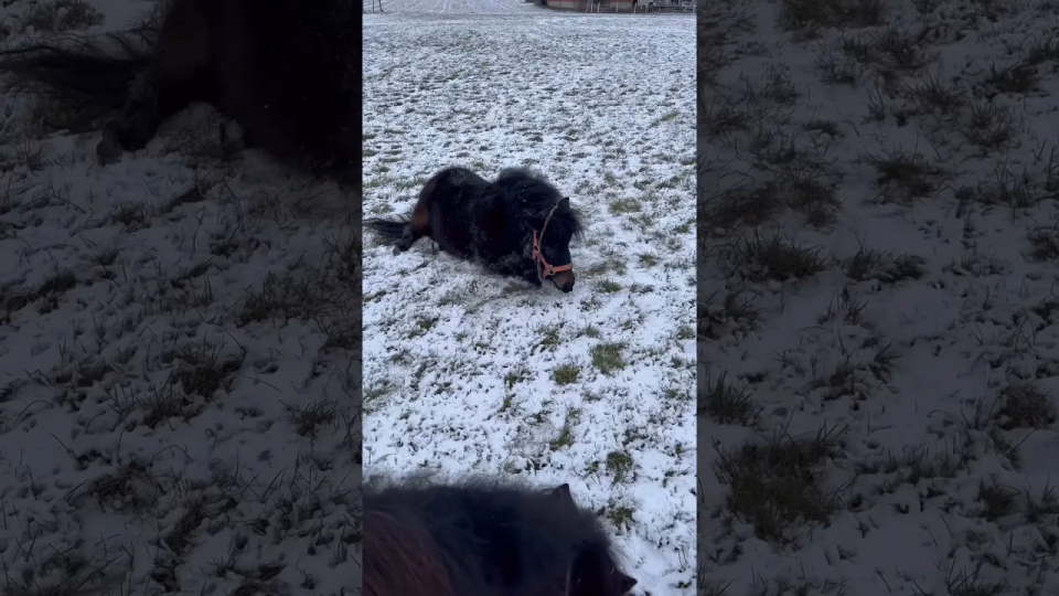 Vorschaubild: Shetty vs. Schnee | Wenn Ponys den Winter entdecken