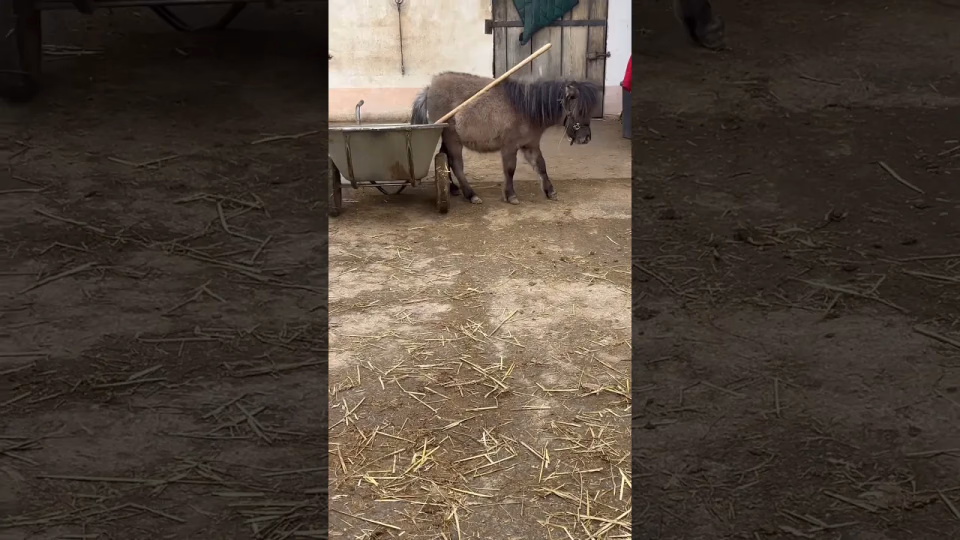 Vorschaubild: Maggies geniale Interpretation: Ich will beim Misten helfen!
