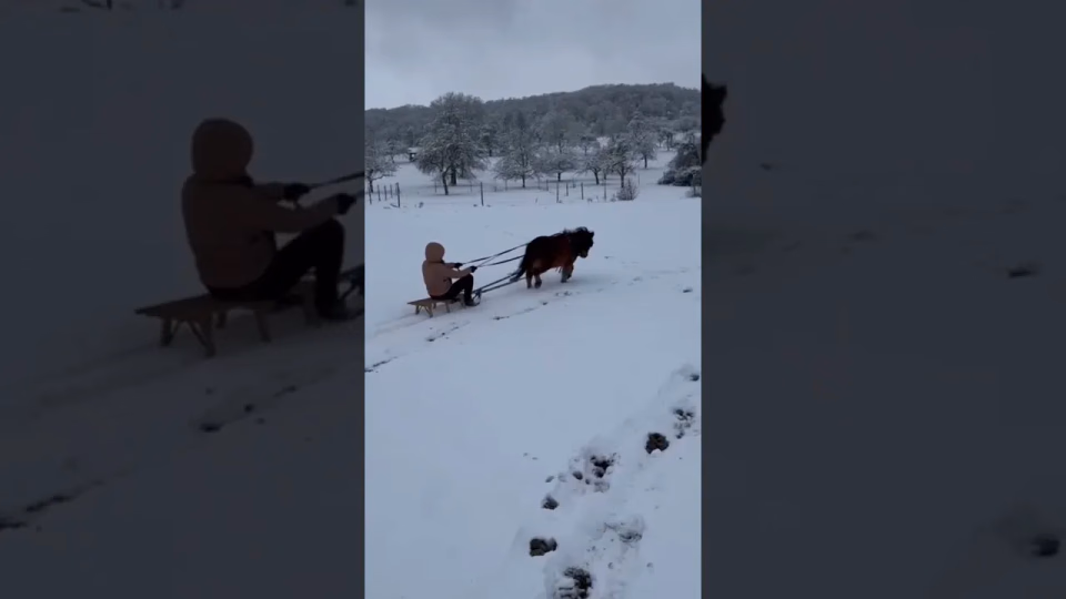 Vorschaubild: Winterabenteuer mit Shetty Coco – Wenn aus einem Pony ein Schlittenpferd wird