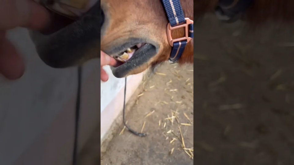 Vorschaubild: FRECH: So UNVERSCHÄMT bettelt unser Pferd nach LECKERLIS!