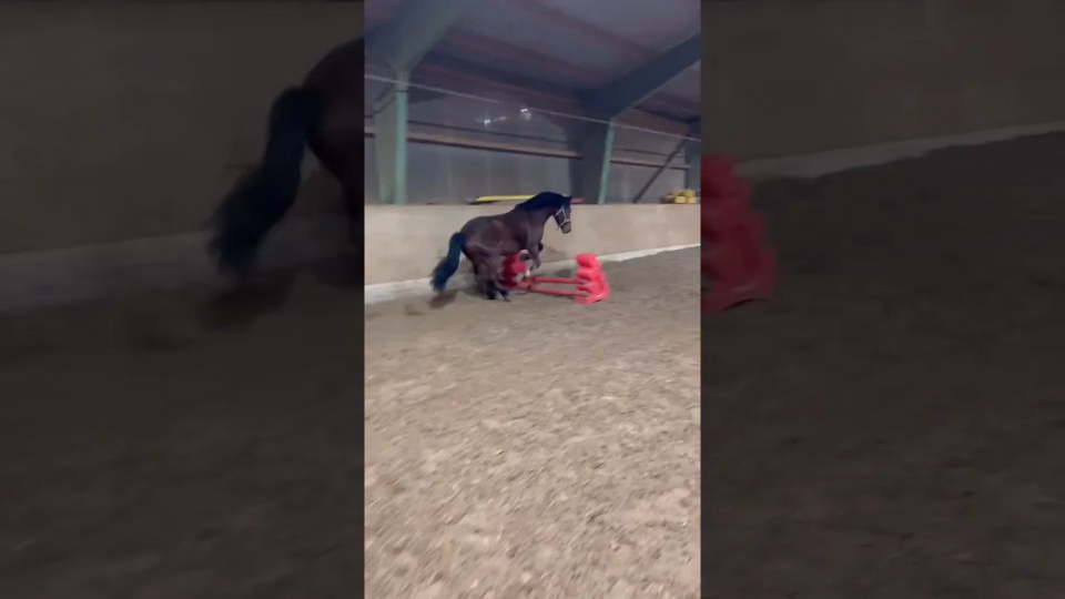 Vorschaubild: Balu macht Freispringen und lässt nicht einmal die Stange fallen