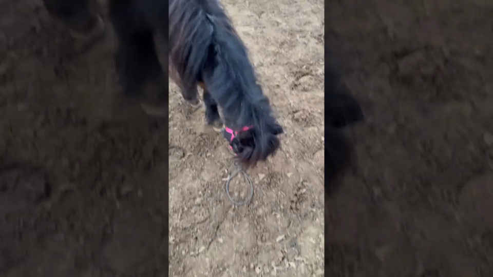 Vorschaubild: Shetty crasht Video: Dieser Moment bringt JEDEN Pferdebesitzer zum Lachen!