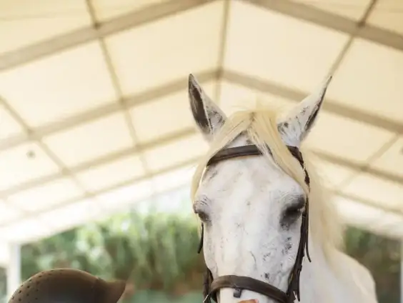 Geführte Pony-Zeit für Kinder - pädagogischer Erstkontakt mit Ponys in Renningen.