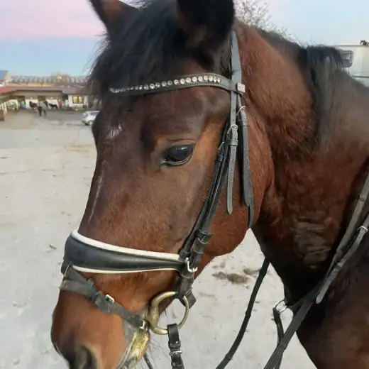 Balu
