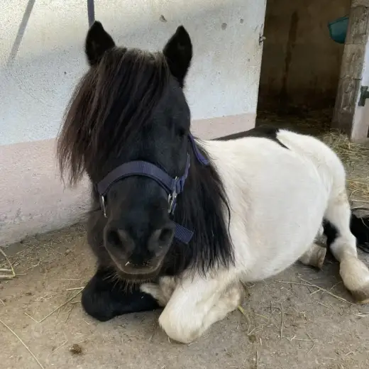Napoleon