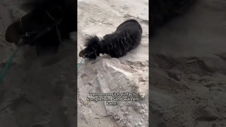 Unser Shetty entdeckt den Sand und DREHT KOMPLETT DURCH! | Das MUSST du sehen!