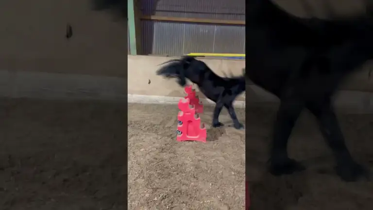 Freispringen mit Soundtrack: Fiona, Nero & Nayla in Action! #pferdeliebe #horse