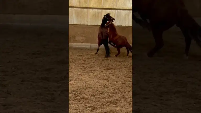 Wenn deine Pferde plötzlich denken, sie sind Rennpferde…