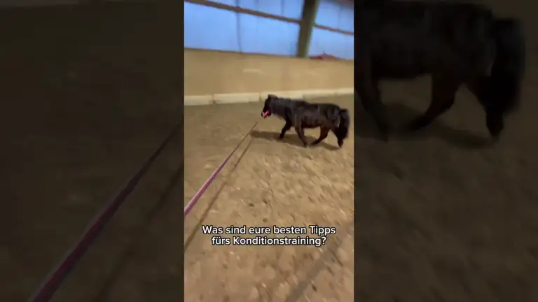 Pucki gibt ALLES beim Konditionstraining für die Kutsche!