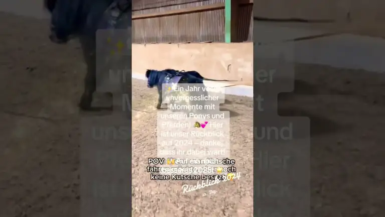 Unser Jahresrückblick 2024 – Die schönsten Momente mit unseren Ponys und Pferden!