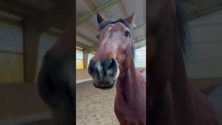 POV: Wenn dein Pferd beleidigt ist, weil es sich anstrengen musste #horse #pferdeliebe