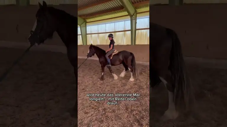 OMG – Das erste Mal longieren mit unserem 3‑jährigen Tinker: Wird’s ein Abflug für Sarah?