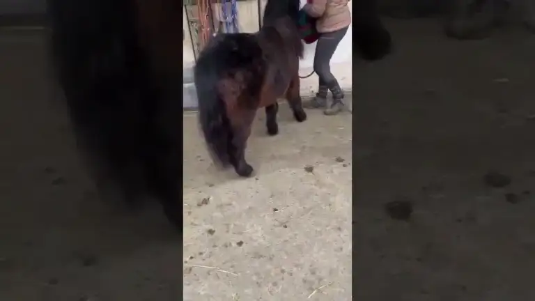 Pucki – unser fleißiges Pony hilft beim Aufräumen!