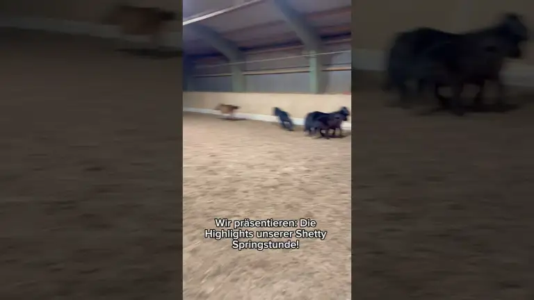 Diese MINI PONYS springen BESSER als GROSSE Pferde!