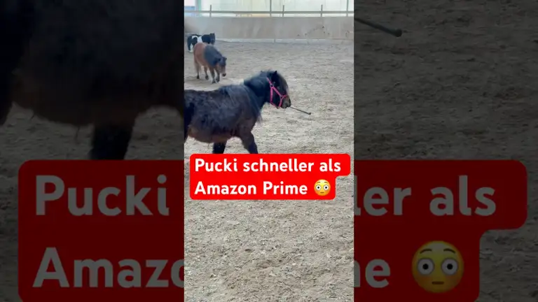 Pucki hat nen neuen Job als Express-Lieferdienst