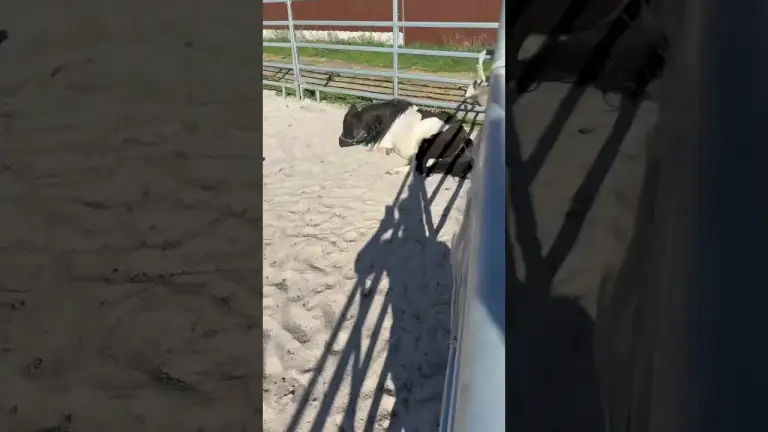 Shetty-Chillout auf dem Paddock – Entspannung pur!