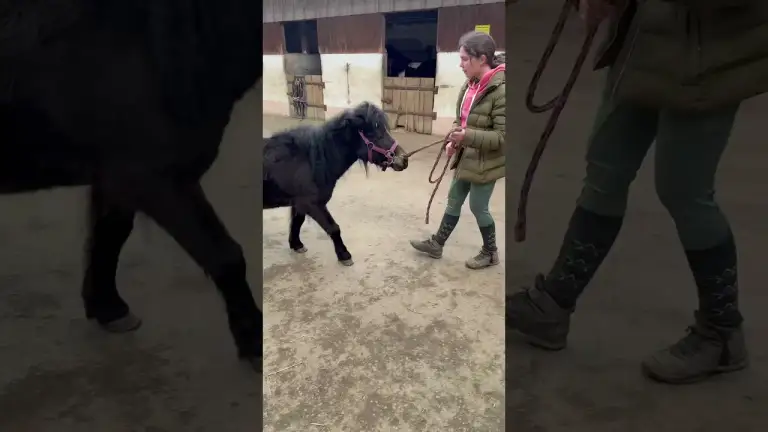 Chica vs. Podest: Wird sie es schaffen? 