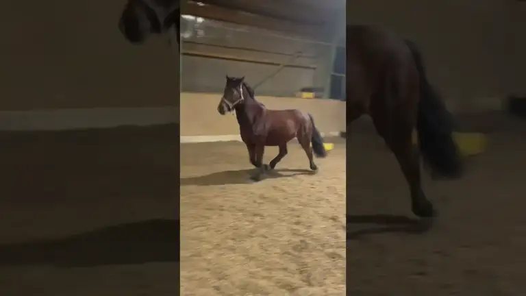 Wenn du nur kurz was aufbauen willst – aber deine Pferde machen Party