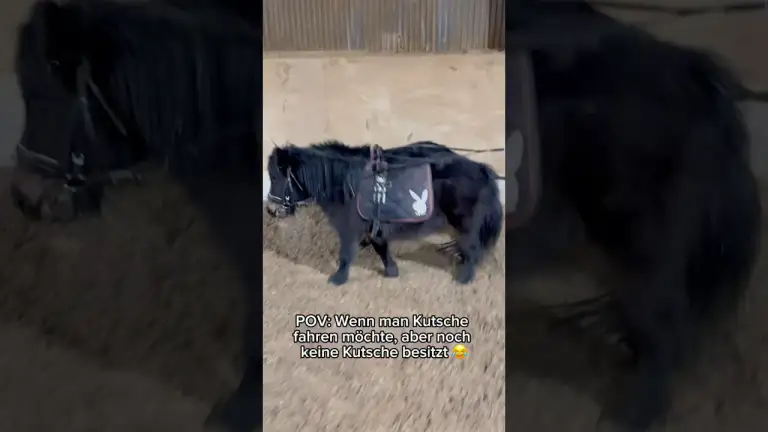 Wenn man Kutsche fahren will, aber noch keine Kutsche besitzt