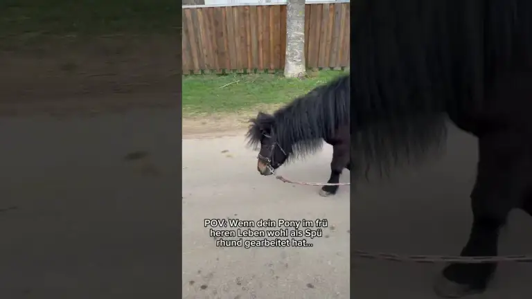 POV: Wenn dein Pony denkt, es ist ein Spürhund! 