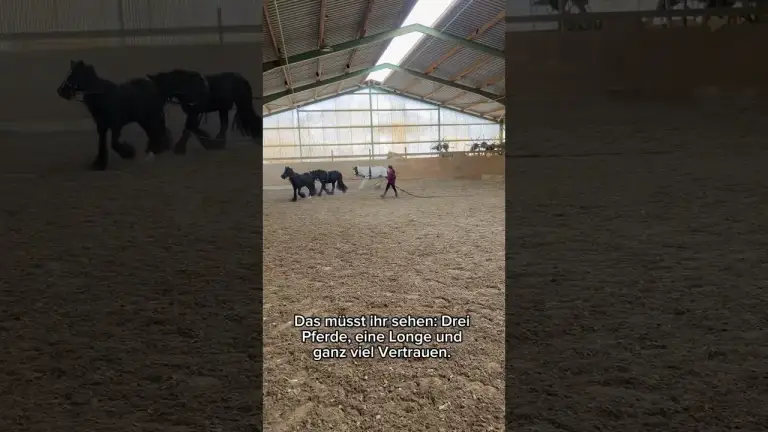 Sarah vs. 3 Pferde an der Longe?!
