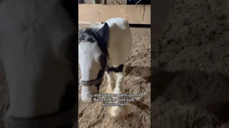 Wenn du dich bewegen müsstest, aber einfach zu süß dafür bist