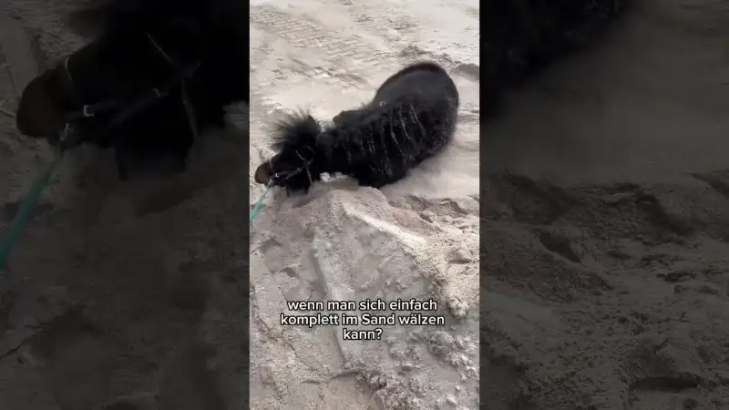 Unser Shetty entdeckt den Sand und DREHT KOMPLETT DURCH! | Das MUSST du sehen!