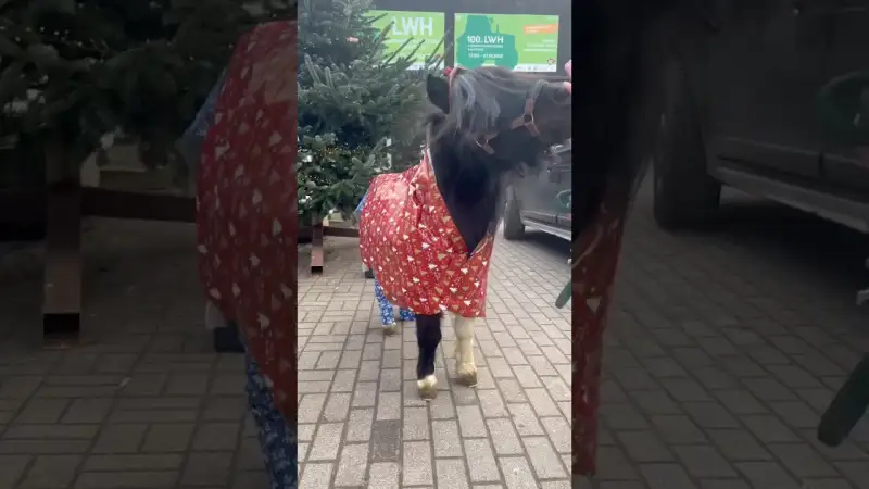 Unser Pony Napoleon als Weihnachtsgeschenk | Lustige Pferde-Videos
