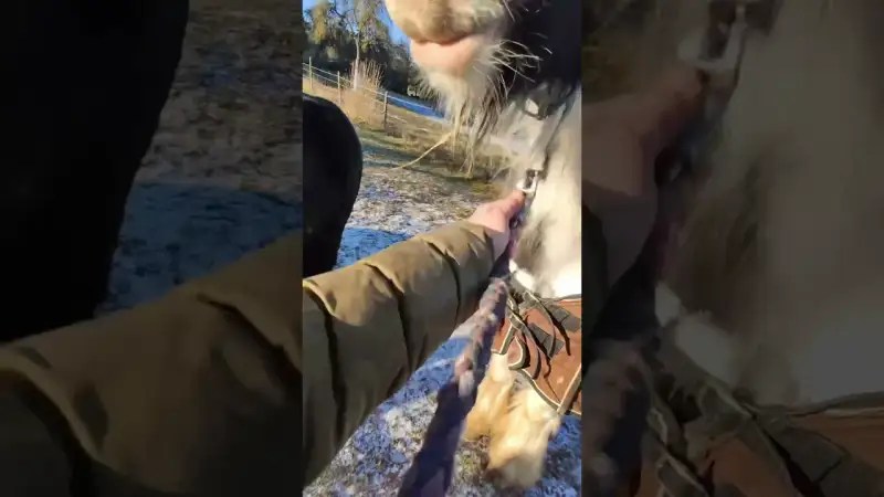 Wenn Pferde ENDLICH auf die Koppel dürfen... Die Reaktion am Ende SCHOCKT!