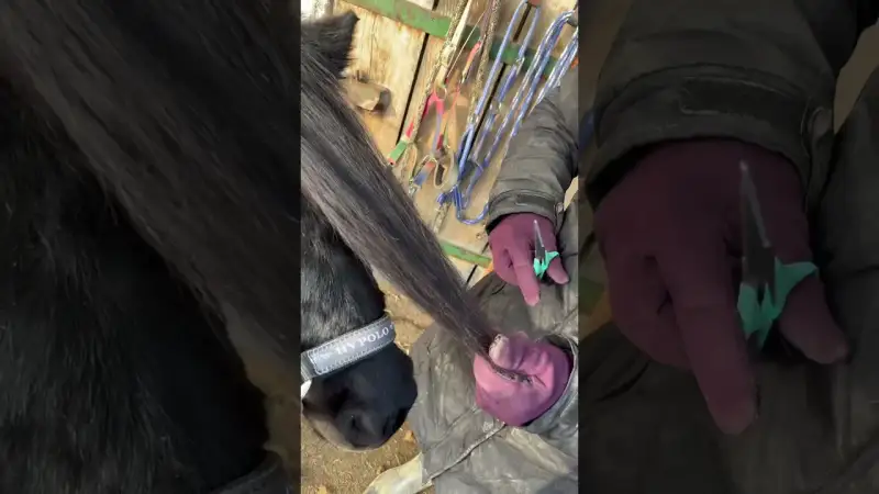 Du wirst nicht glauben, was mit Sleepys Mähne passiert ist!