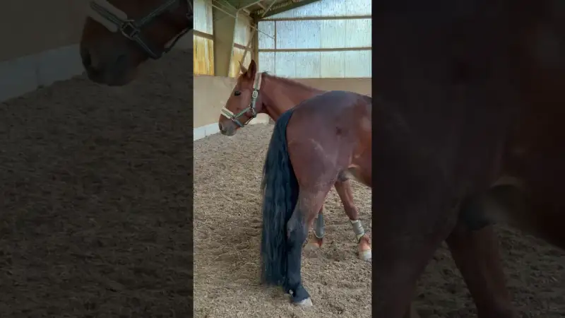 Wenn du das dritte Rad am Pferdewagen bist