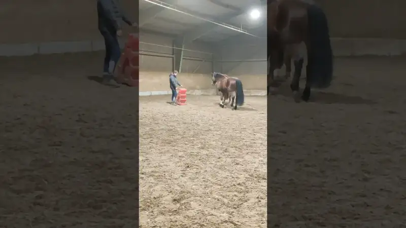 PFERD hat PANIK vor rotem Kasten... Sein Kumpel BALU macht ihn SPRACHLOS