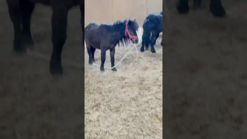 Wenn deine Shettys die größten Nervensägen sind …