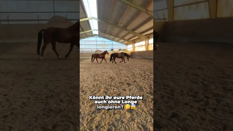 POV: Wenn zwei Pferde OHNE LONGE trainieren... Die Reaktion am Ende! #milliondollarbaby